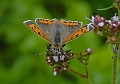 small copper butterfly-2